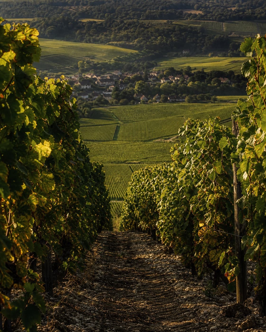 Vineyard landscape in the Montagne de Reims