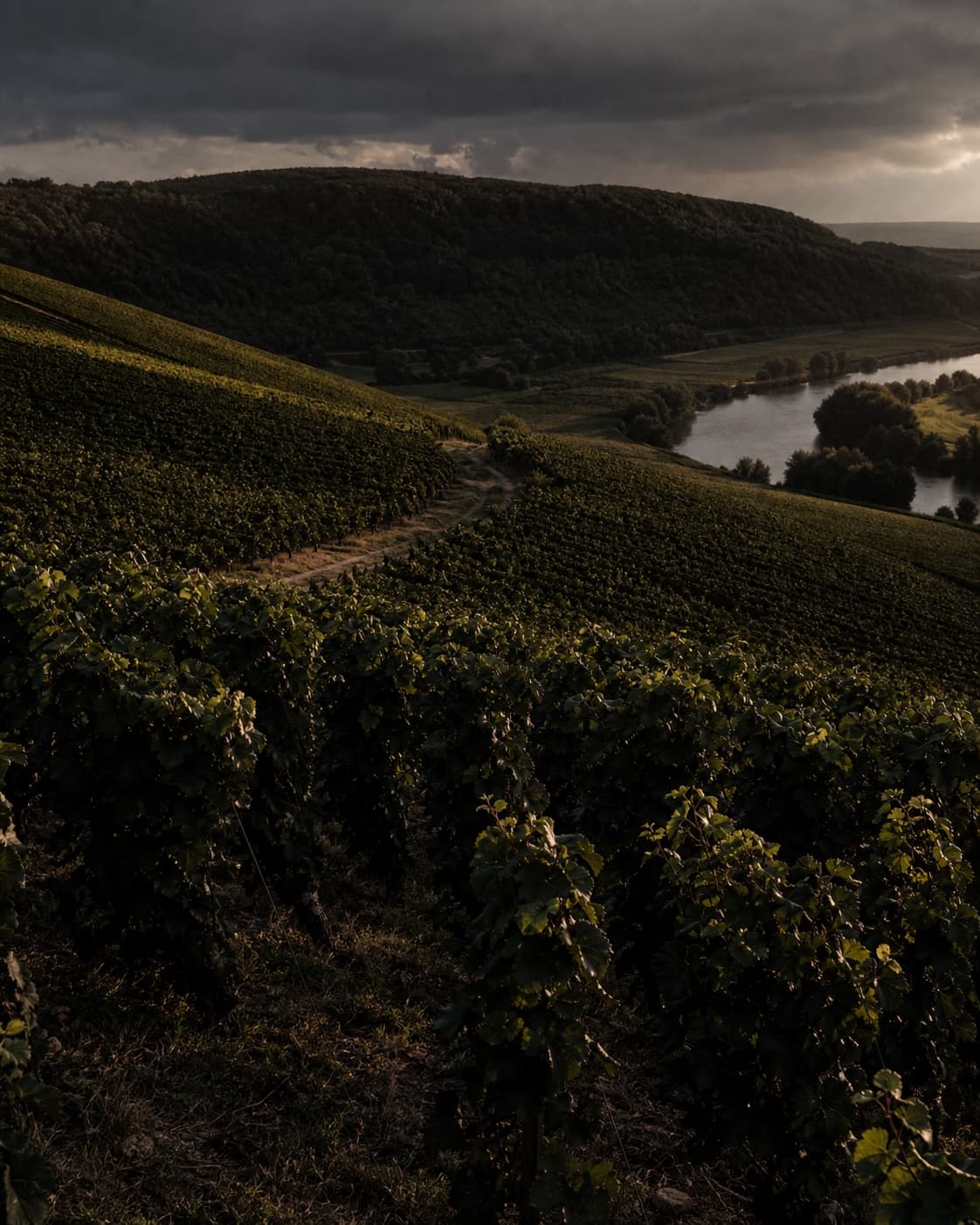 Vineyard landscape in Montvoisin