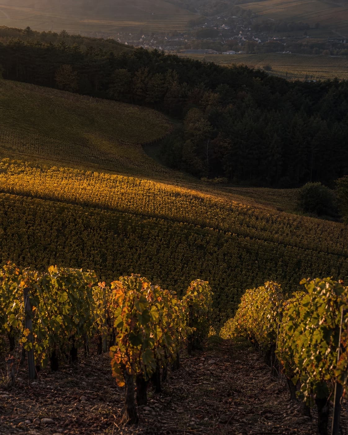 Vineyard landscape in Pargny-lès-Reims