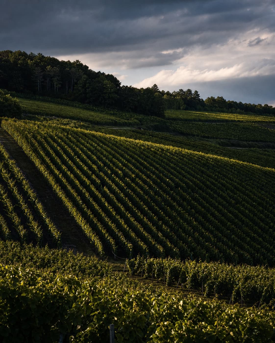 Vineyard landscape in Verzy · Verzenay